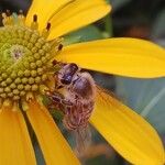 Rudbeckia laciniata Цвят