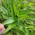 Rudbeckia fulgidaLehti