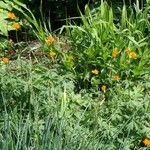 Trollius asiaticus Floro