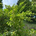Acer campestre Fruit