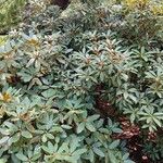 Rhododendron arboreum Habitat