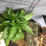 Stevia rebaudiana Leaf