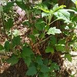 Hydrangea quercifoliaLeaf