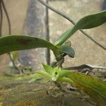 Angraecum multinominatum Flor