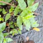 Oplismenus undulatifolius Leaf