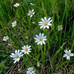 Stellaria holostea Habit