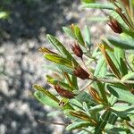 Hypericum kalmianum Fruto