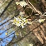 Amelanchier obovalis Blüte