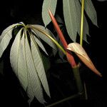Cecropia sciadophylla 葉