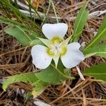 Calochortus gunnisonii Λουλούδι