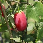 Coccinia grandis Fruit