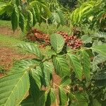 Leea guineensis पत्ता