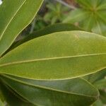 Foetidia mauritiana Leaf