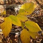 Fagus grandifolia Feuille