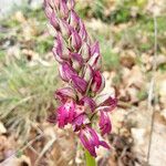 Orchis x bergonii മറ്റ്