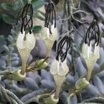 Ceropegia bosseri Flower