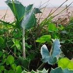 Eryngium maritimumبرگ