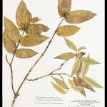 Tabernaemontana rupicola 葉