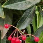 Ardisia crenata برگ