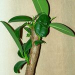 Ficus elastica Folha