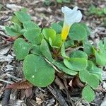 Oxalis purpurea Flower