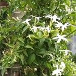 Jasminum azoricum Floare