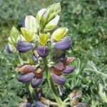 Lupinus variicolor ᱵᱟᱦᱟ