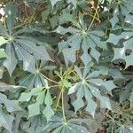 Manihot grahamii Leaf