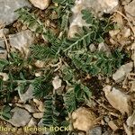 Astragalus depressus autre