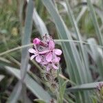 Silene gallica Blüte