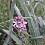 Silene gallica Blomma