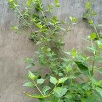 Chromolaena odorata Hoja
