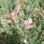 Astragalus sempervirens Ostatní