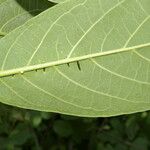 Trigonia rugosa Leaf