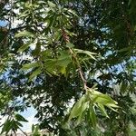 Melaleuca quinquenervia Leaf