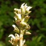 Obolaria virginica Flower