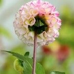 Dahlia pinnata Flower