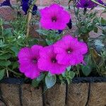 Petunia × atkinsianaLorea