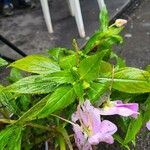 Impatiens balsamina Hoja