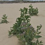 Phacelia integrifolia Облик