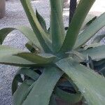 Agave salmiana Leaf