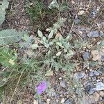 Scabiosa vestita Habit