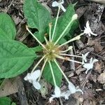 Clerodendrum indicum Blomst