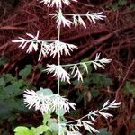 Poa compressa Flower