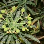 Euphorbia tuckeyana Alia