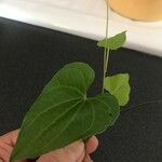 Dioscorea deltoidea Blad