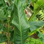 Alpinia zerumbet Fuelha