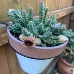 Huernia zebrina Flower