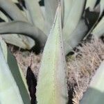 Agave asperrima Leaf