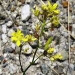 Biscutella intermedia Flower